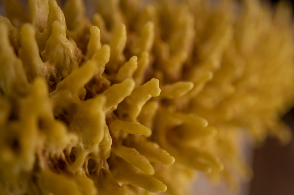 The šakotis cake resembles the trunk and branches of a tree (AtlasNetwork.org Photo/Bernat Parera).