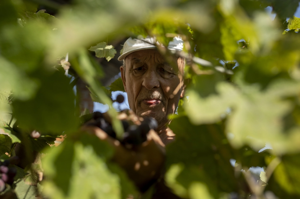 Viktor picks grapes off the vine at his dacha (AtlasNetwork.org Photo/Bernat Parera).
