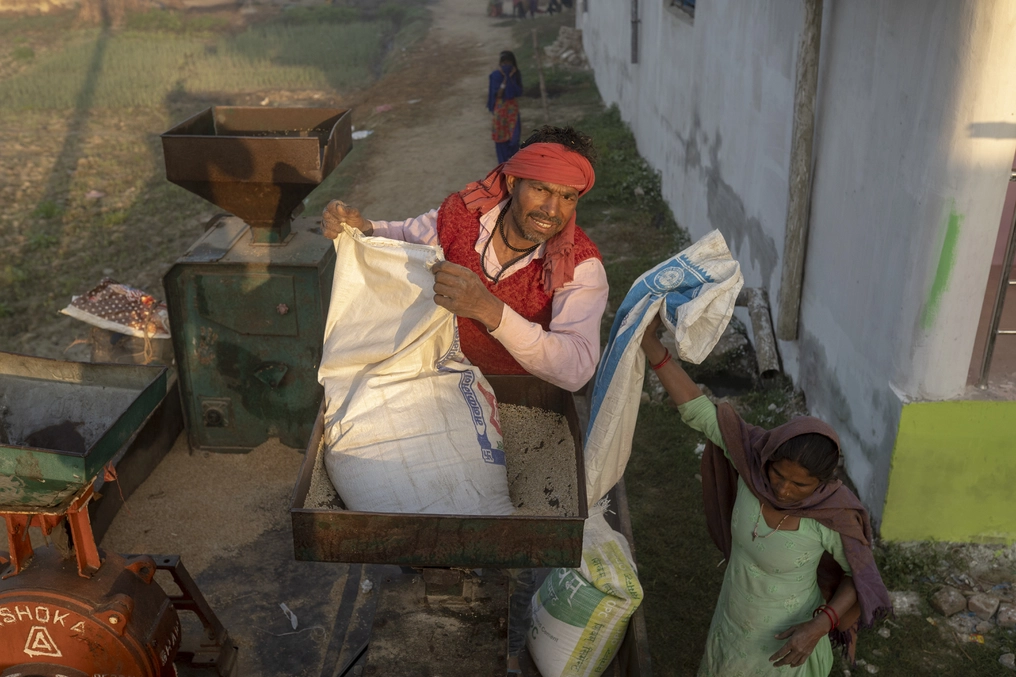Lorik pours unprocessed rice into a thresher atop his mobile mill. (AtlasNetwork.org Photo / Bernat Parera)