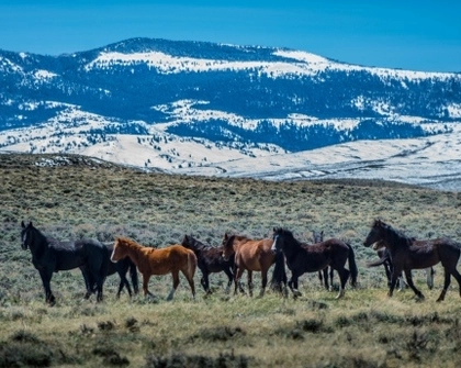 Wild horse stock